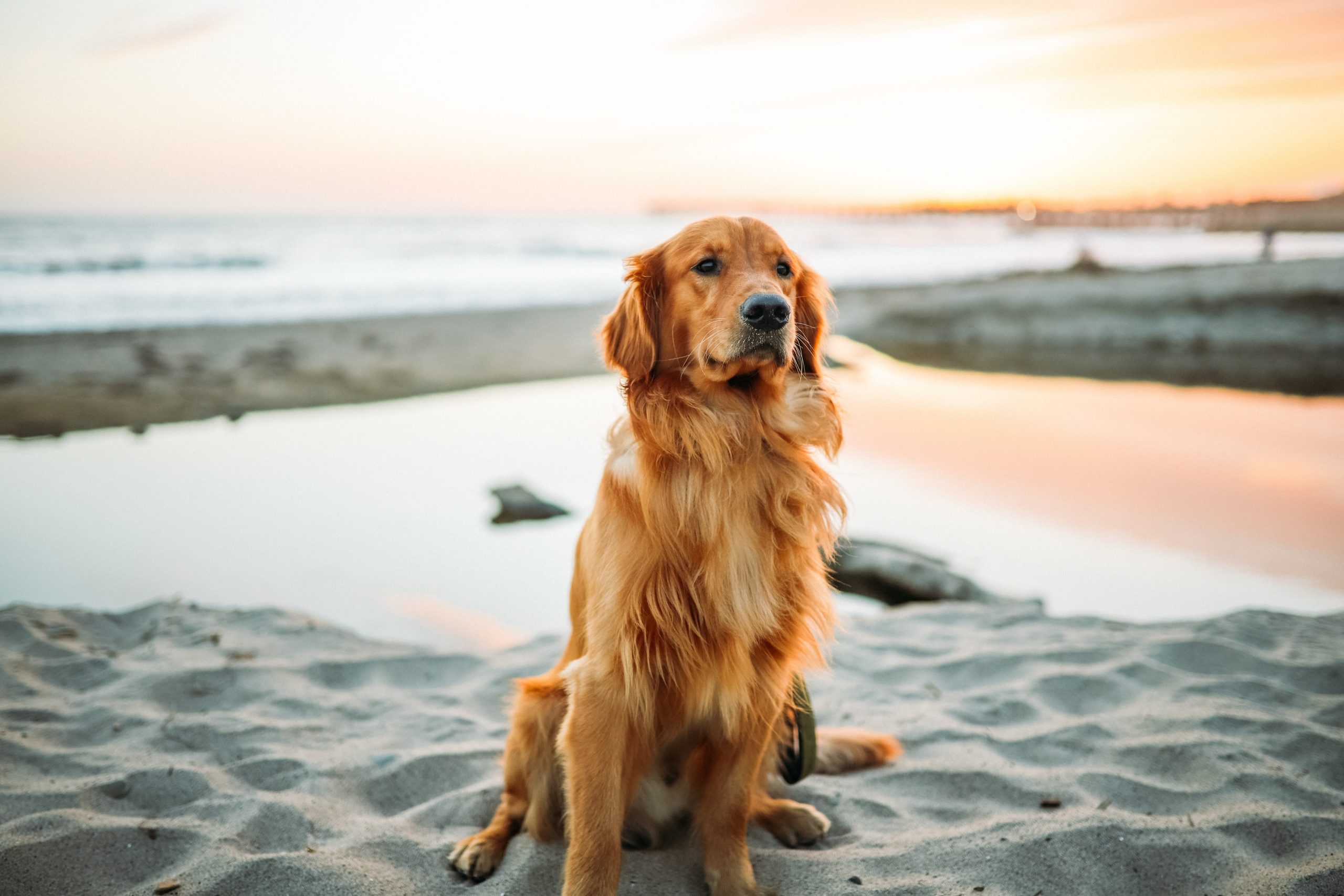 dog friendly by the beach