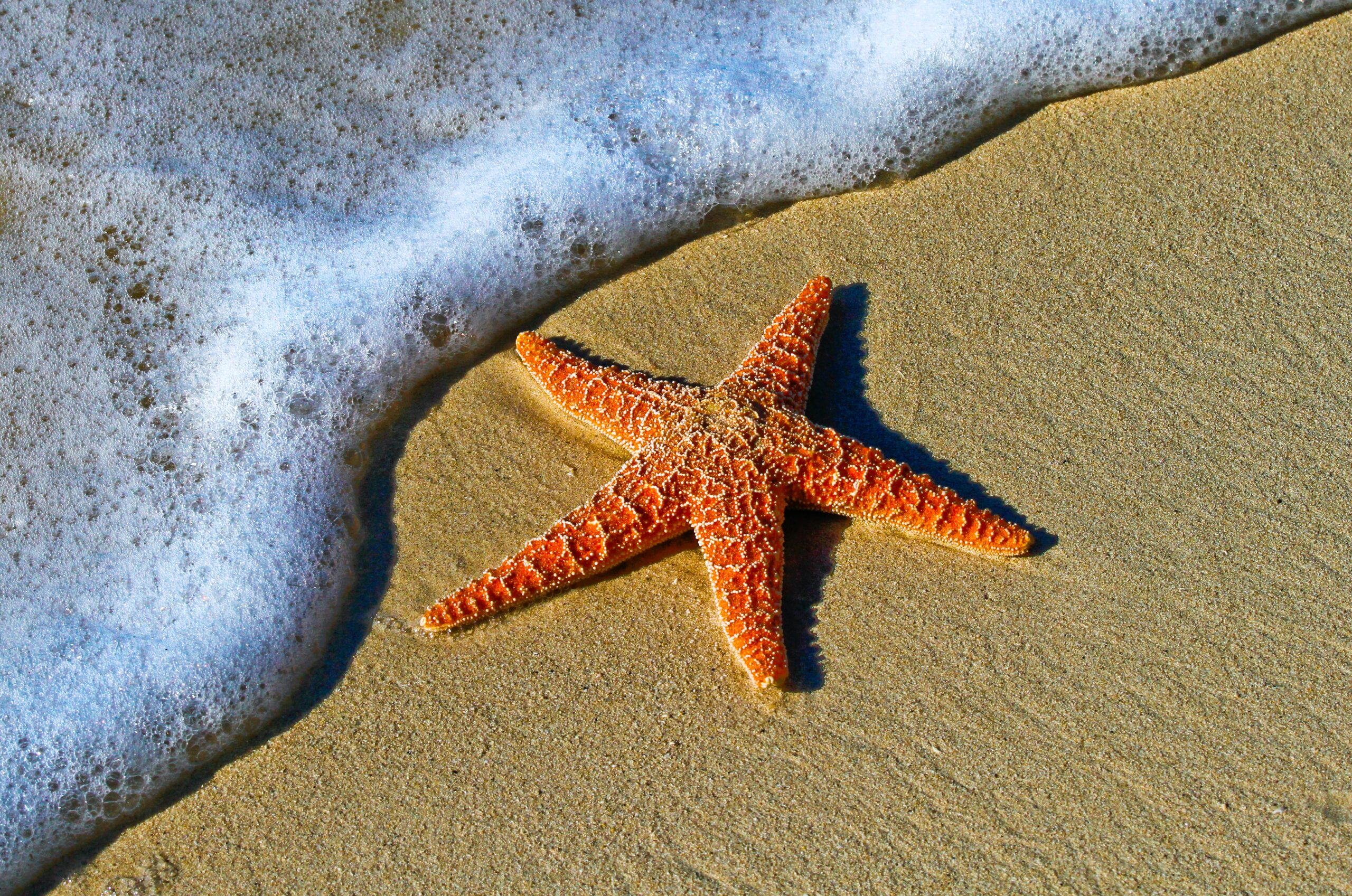 Star fish on sand