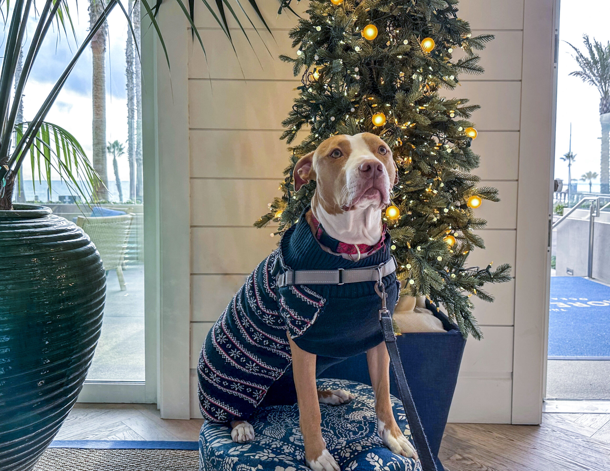 Dog in Christmas sweater at The Shore Room
