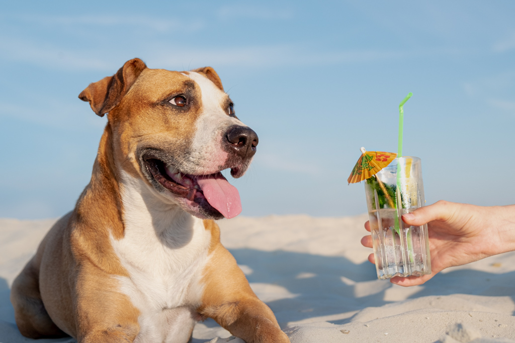Treating to a glass of cold cocktail drink on the beach. Summer vacation, time by the seaside concept: smiling dog and human hand giving him a refreshment on the sand in sunlight
